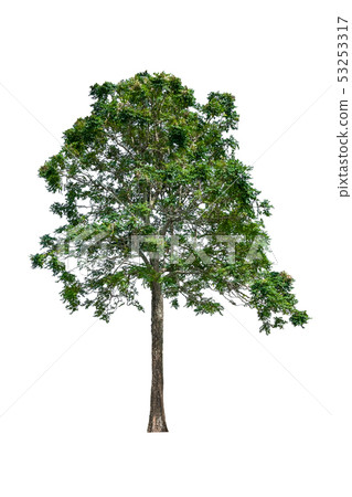 tree and leaf beautiful on white background 53253317
