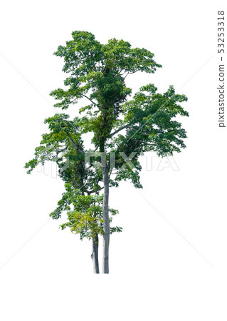 tree and leaf beautiful on white background 53253318