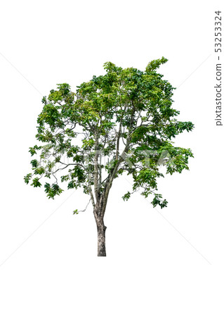 tree and leaf beautiful on white background 53253324