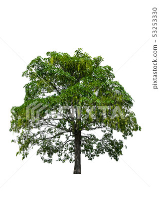 tree and leaf beautiful on white background 53253330