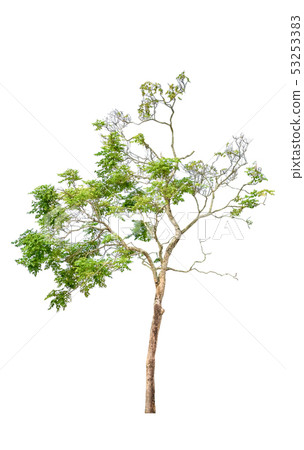 tree and leaf beautiful on white background 53253383