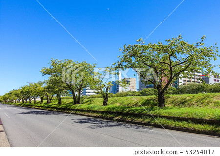 Sakuragawa Sakuragawa Mito City內襯櫻花 53254012