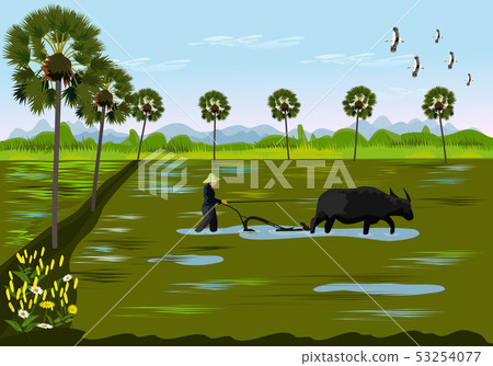 Farmers are digging soil using buffalo in field 53254077