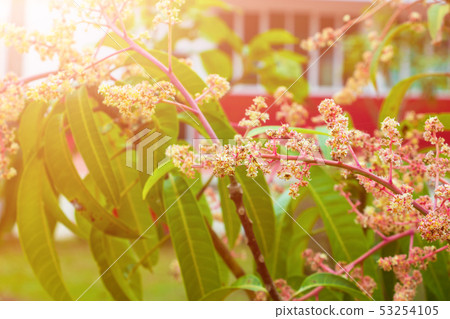 Close up Mango flower blooming at summer garden Close up Mango flower blooming at summer garden 53254105