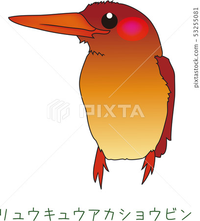 Amami's rare bird Ryukyu Aka Shobin 53255081