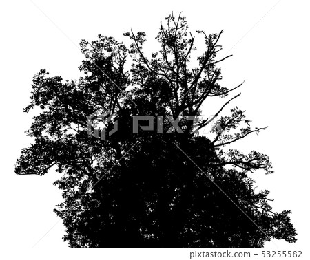 tree silhouettes beautiful on white background 53255582