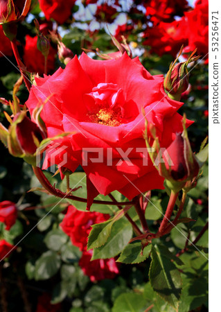 春天玫瑰節深紅色玫瑰花 53256471