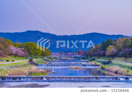 Kyoto Spring Tree Road 53256848