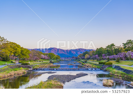 Kyoto Spring Tree Road 53257923