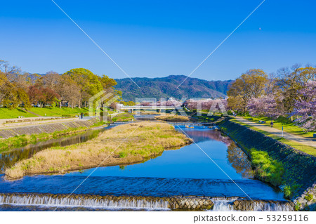 Kamogawa landscape of Kyoto spring Kamogawa landscape of Kyoto spring 53259116