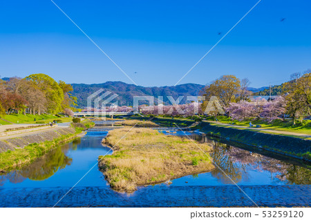 Kamogawa landscape of Kyoto spring 53259120
