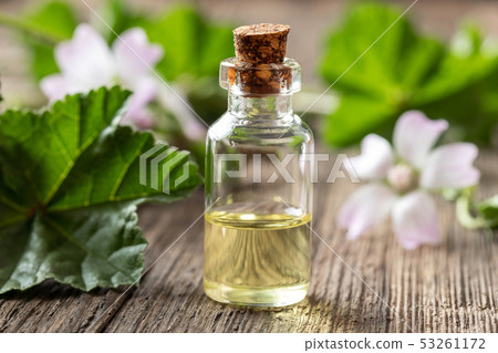 A bottle of mallow essential oil with fresh malva A bottle of mallow essential oil with fresh malva 53261172