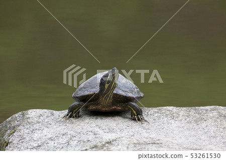 turtle in the pond turtle in the pond 53261530