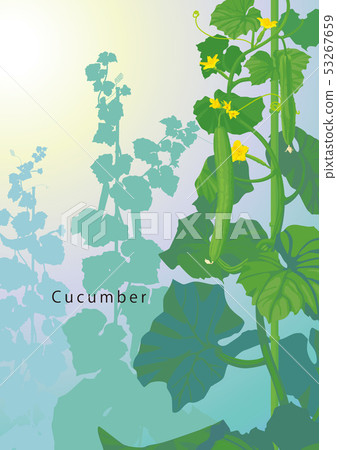 Illustration of cucumber 05 53267659