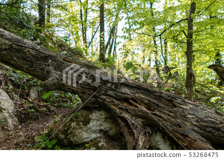 An old tree lies on a tourist trail in the forest. An old tree lies on a tourist trail in the forest. 53268475