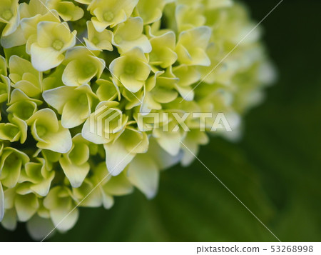 繡球 繡球 53268998