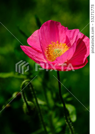 Poppy 53271778