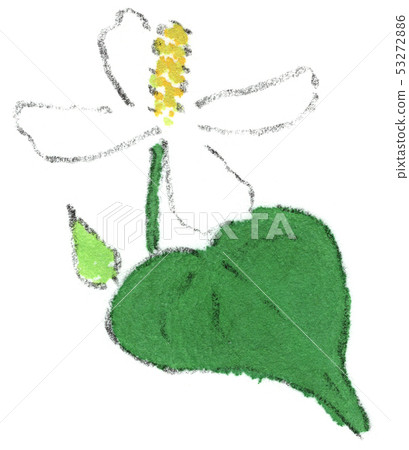 White flowers of Dokudami 53272886