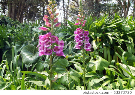 A group of digitalis (glove gloves) 53273720