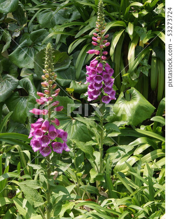 A group of digitalis (glove gloves) A group of digitalis (glove gloves) 53273724