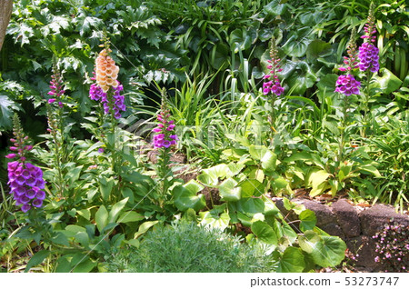 A group of digitalis (glove gloves) 53273747
