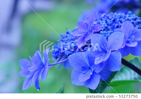 Hydrangea flower getting wet in the rain. 53273750