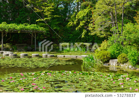 Heian Jingu Shrine Red Water Lily 53278837