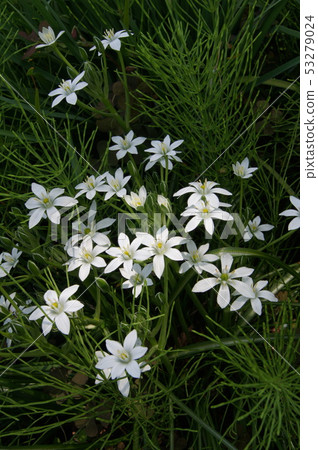 虎眼萬年青(umbellatam) 虎眼萬年青(umbellatam) 53279024