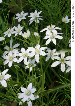 虎眼萬年青（umbellatam） 53279026