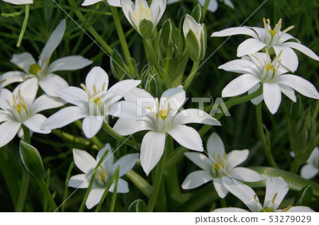 虎眼萬年青(umbellatam) 虎眼萬年青(umbellatam) 53279029