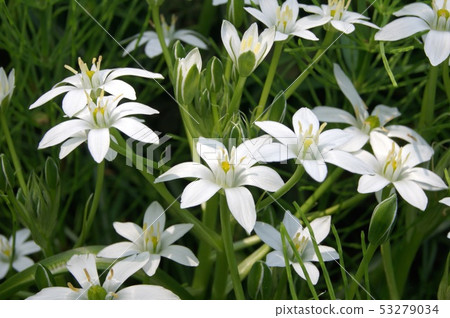 Ornithogalum umbellata Ornithogalum umbellata 53279034