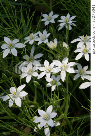 Ornithogalum (umbellatam) 53279041