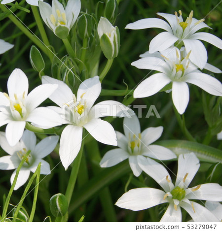 虎眼萬年青（umbellatam） 53279047