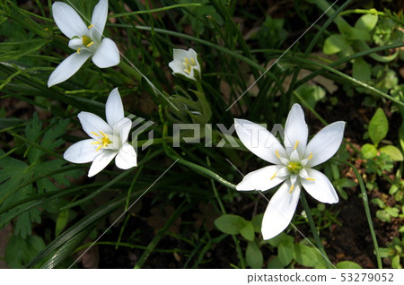 Ornithogalum (umbellatam) 53279052