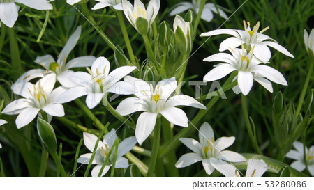 16: 9 Ornithogalum (umbellatam) 16: 9 Ornithogalum (umbellatam) 53280086