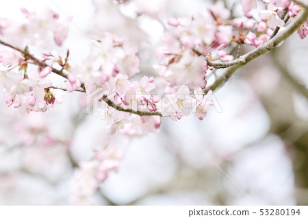 Cherry blossom Cherry blossom 53280194