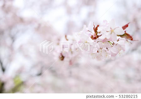 Cherry blossom 53280215