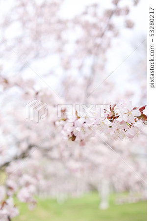 Cherry blossom 53280217