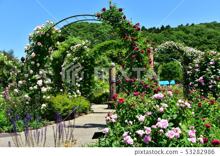 A rose garden 53282986