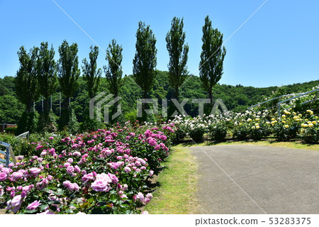 國營的越後山坡公園玫瑰園 國營的越後山坡公園玫瑰園 53283375