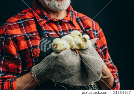 young fluffy chickens in man's hands young fluffy chickens in man's hands 53284197