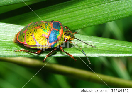 Red-headed stink bug (individual variation) 53284592