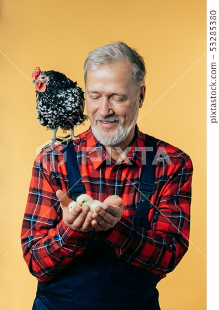 cheerful grey-haired man trying to protect chickens cheerful grey-haired man trying to protect chickens 53285380