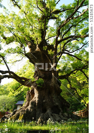 Gamo no Kusu Gamo no Kusu 53285673