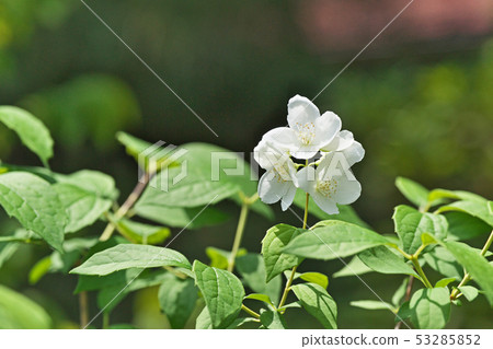 White buckwheat flower 53285852