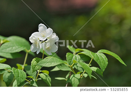White buckwheat flower 53285855