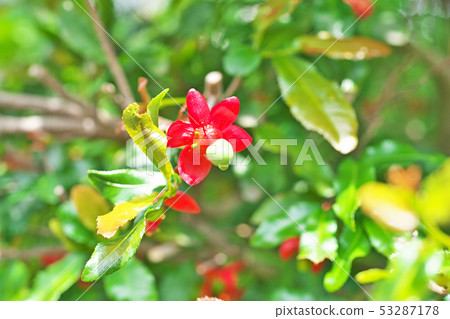 紅色米老鼠樹花 紅色米老鼠樹花 53287178