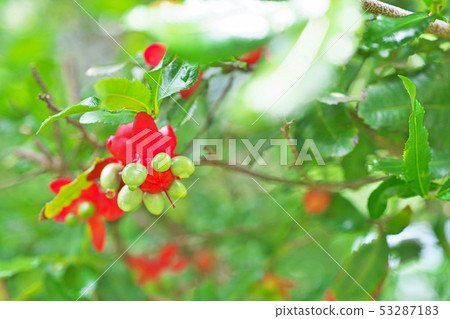 紅色米老鼠樹花 53287183