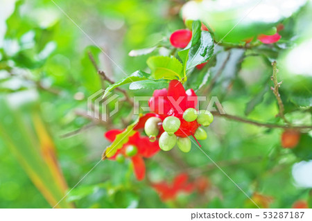 紅色米老鼠樹花 53287187