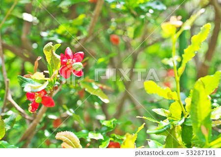 紅色米老鼠樹花 53287191